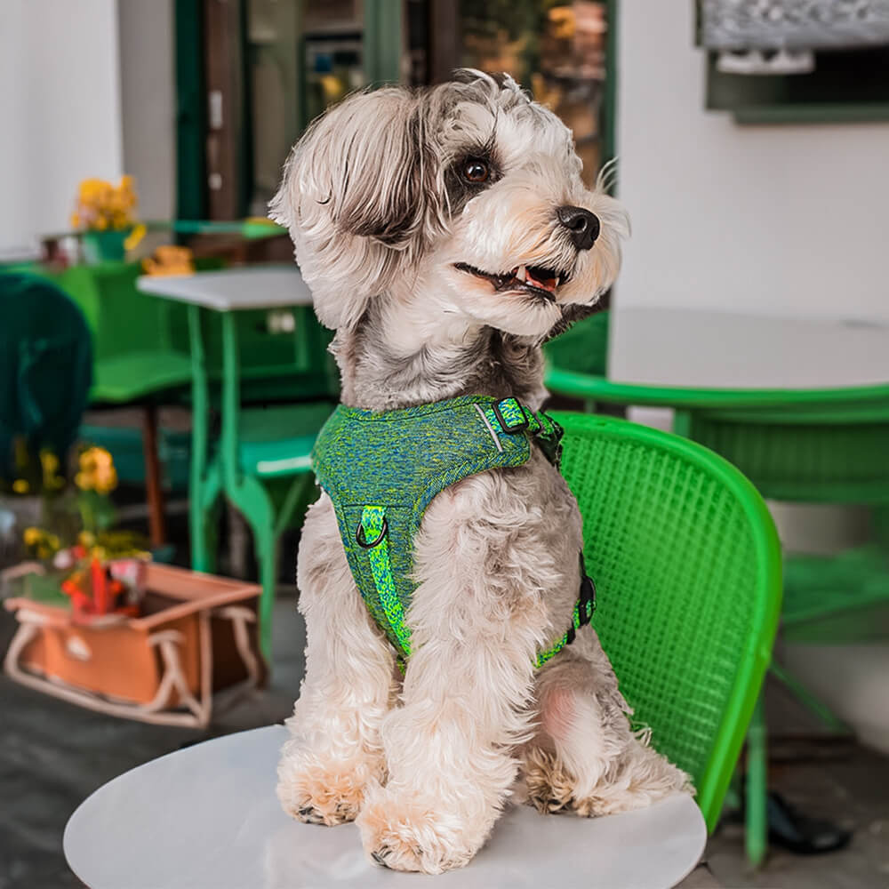 Harnais pour chien anti-traction en tissu recyclé éco-responsable et laisse