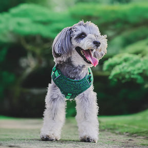 Harnais pour chien anti-traction en tissu recyclé éco-responsable et laisse