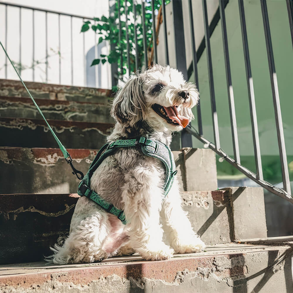 Harnais pour chien anti-traction en tissu recyclé éco-responsable et laisse