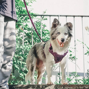 Harnais pour chien anti-traction en tissu recyclé éco-responsable et laisse