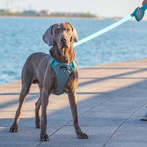 Kit de Marche Multifonction Confort Harnais et Laisse pour Grands Chiens Anti-Traction