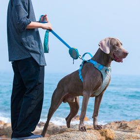 Kit de Marche Multifonction Confort Harnais et Laisse pour Grands Chiens Anti-Traction