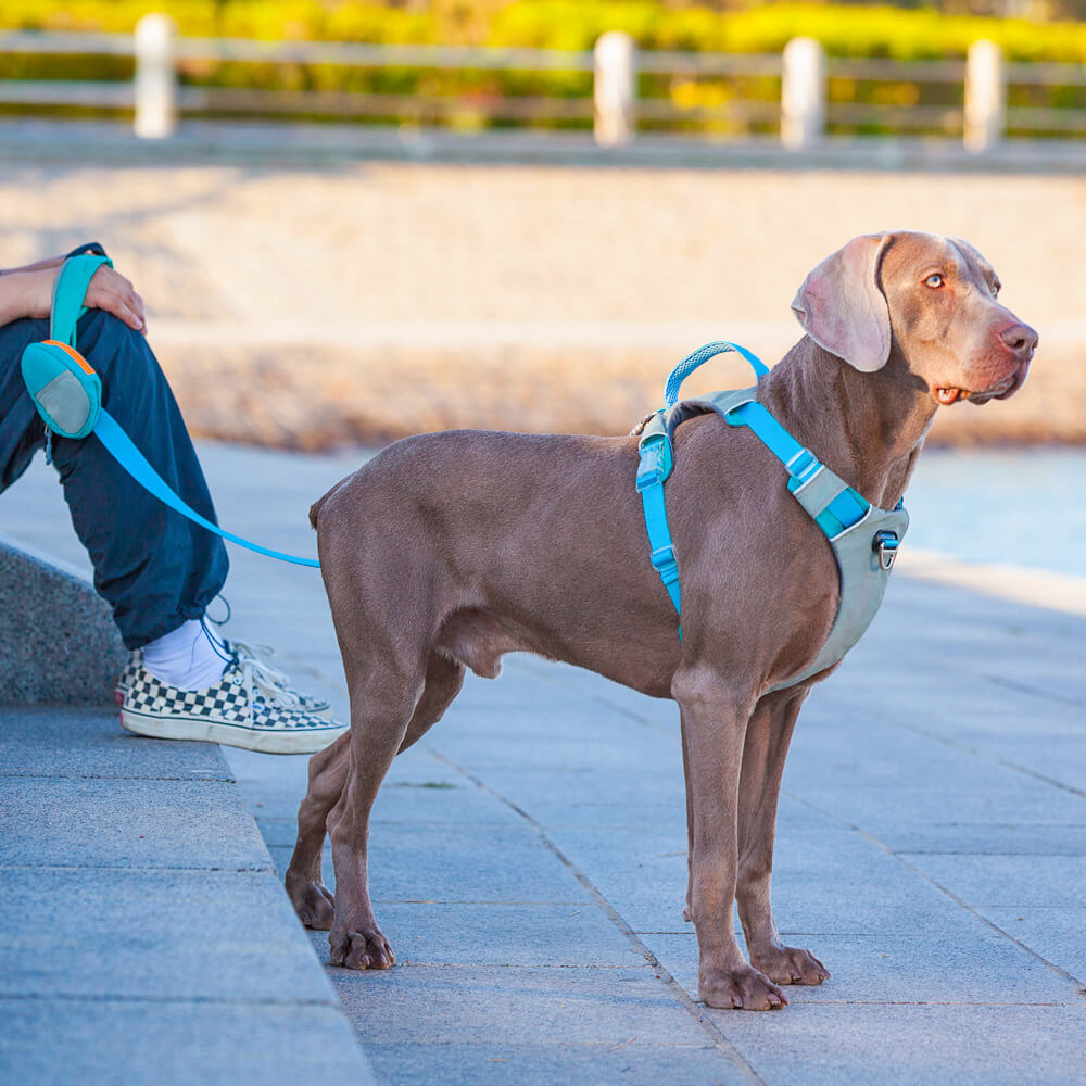 Kit de Marche Multifonction Confort Harnais et Laisse pour Grands Chiens Anti-Traction