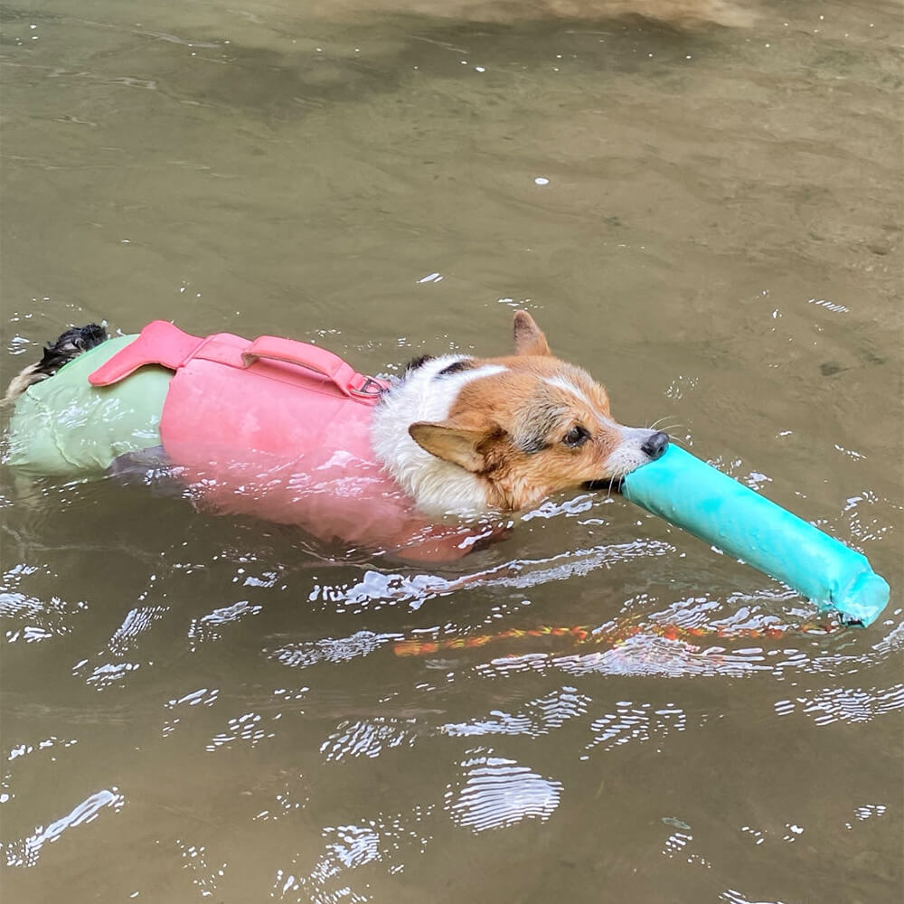 Jouets Flottants Résistants pour Chiens Interactifs en Extérieur