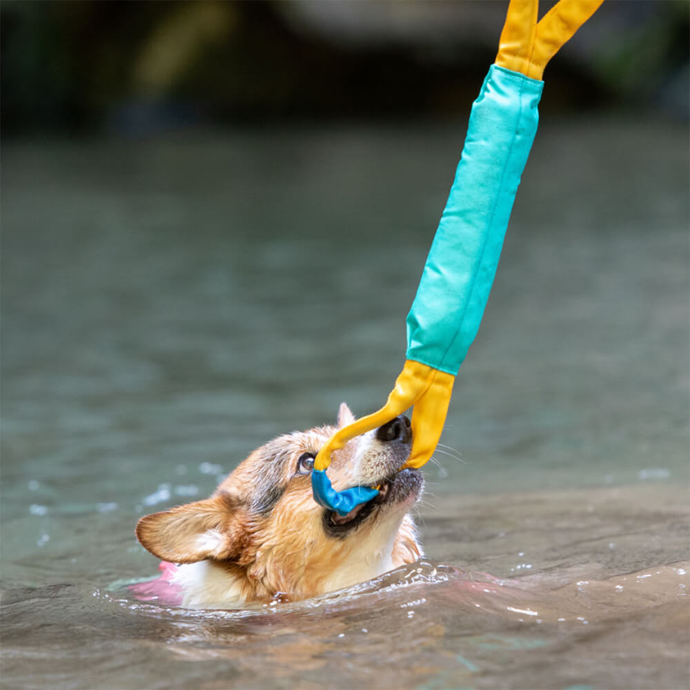 Jouets Flottants Résistants pour Chiens Interactifs en Extérieur