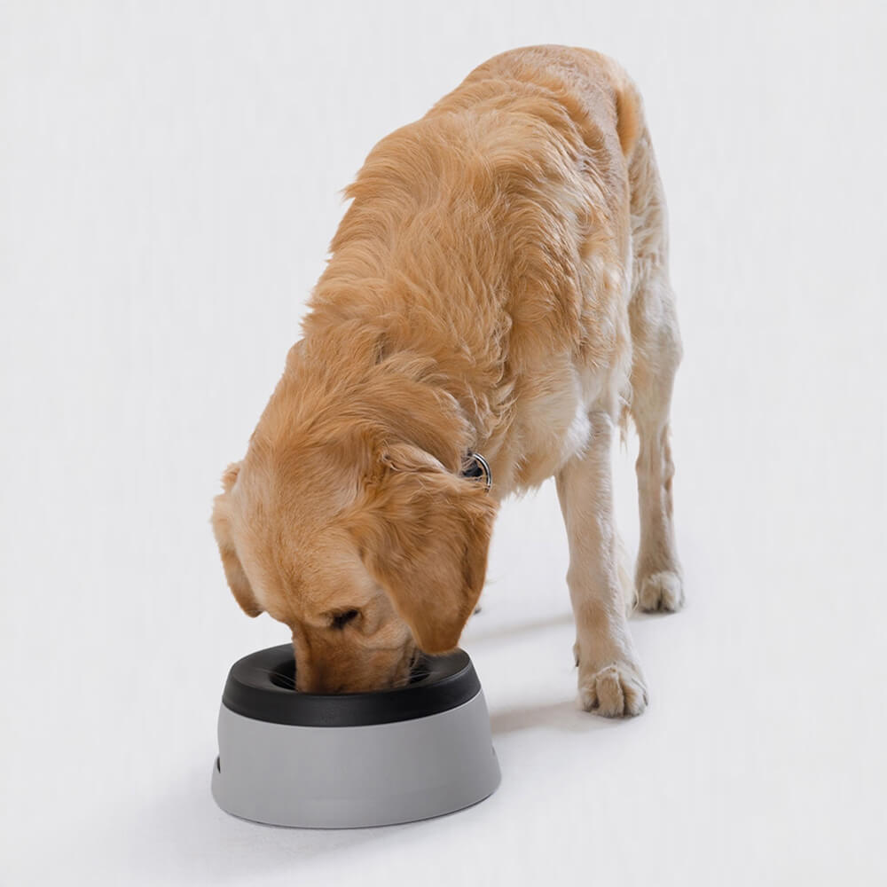 Bol à eau pour chien anti-débordement avec disque flottant pour voyage en voiture