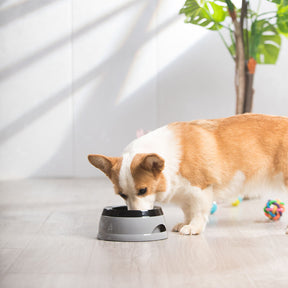 Bol à eau pour chien anti-débordement avec disque flottant pour voyage en voiture