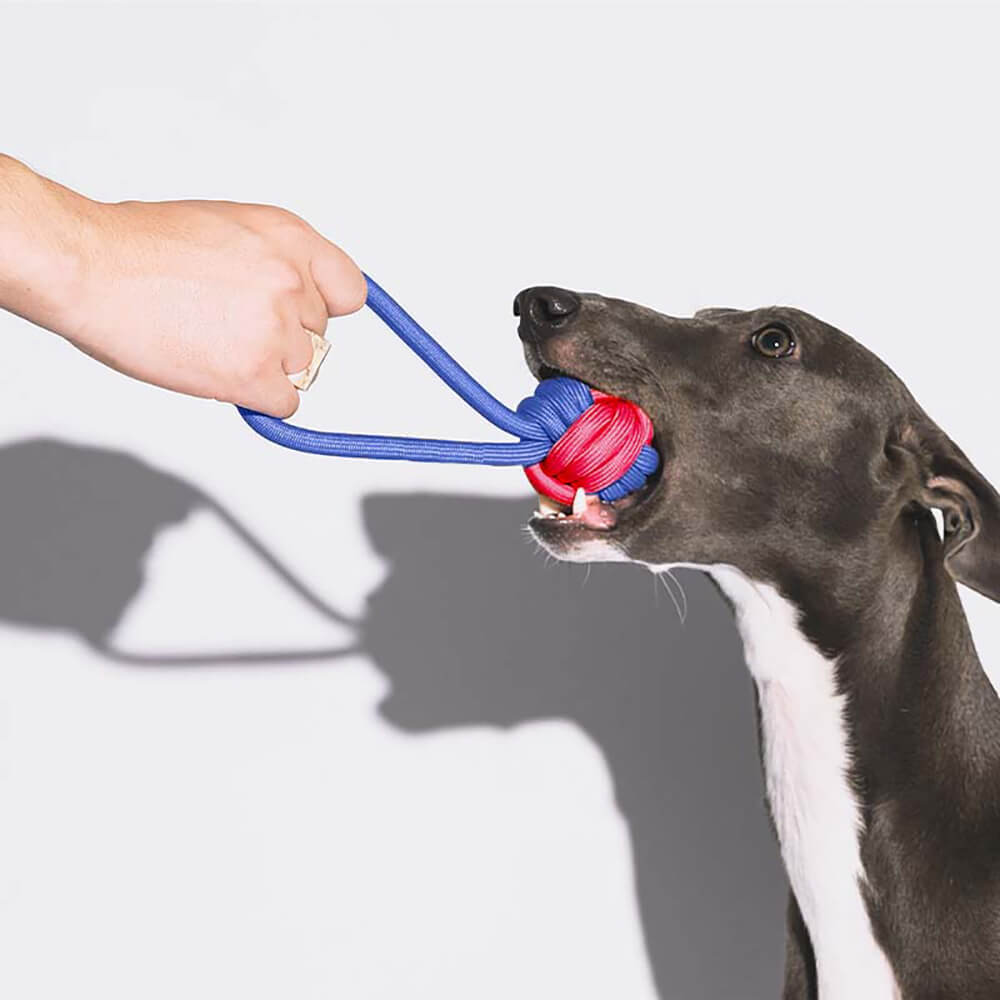 Ensemble de Jouets pour Chiens en Corde - Choc des Couleurs