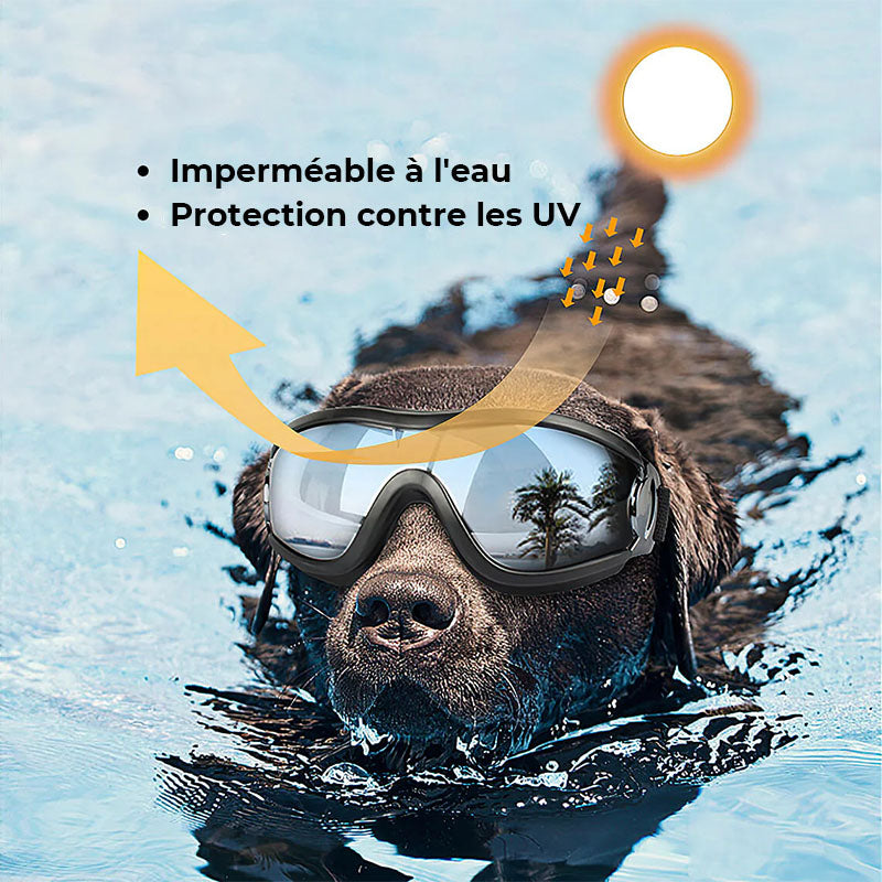 Lunettes de protection pour grand chien