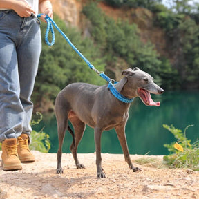 Collier et Laisse Lumineux Grand Chien Faits Main Anti-Traction