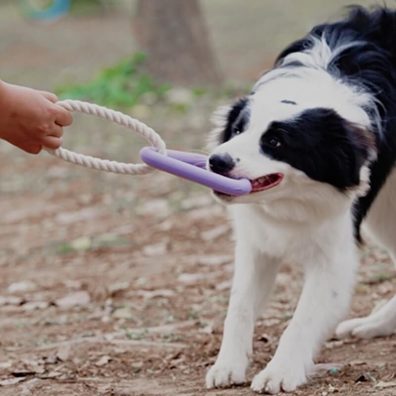 Jouet Interactif à Tirer pour Chien Nettoyage des Dents en Caoutchouc