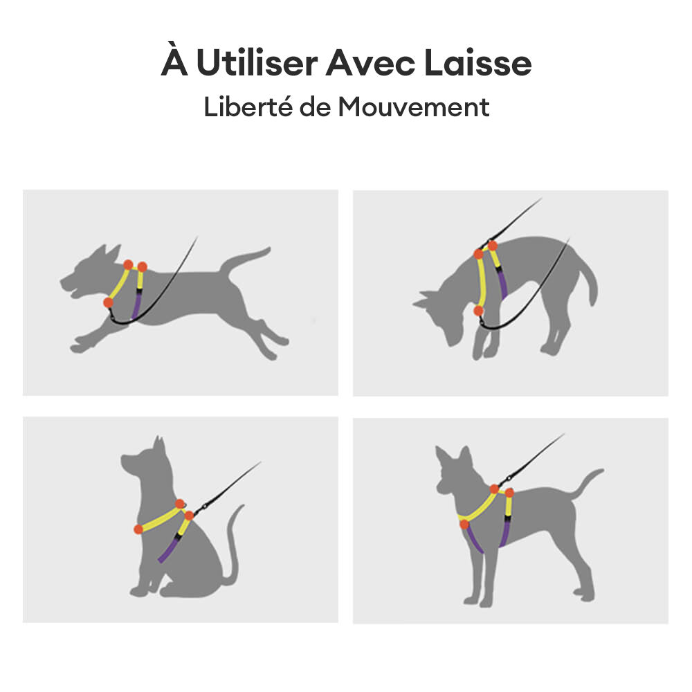 Harnais pour Chien Réglable Double-Face Multifonction