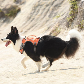 Harnais multifonction pour chien de taille moyenne à grande anti-explosion et anti-traction