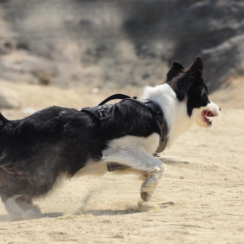 Harnais multifonction pour chien de taille moyenne à grande anti-explosion et anti-traction