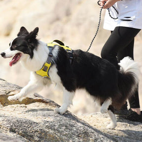 Harnais multifonction pour chien de taille moyenne à grande anti-explosion et anti-traction