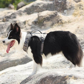 Harnais multifonction pour chien de taille moyenne à grande anti-explosion et anti-traction