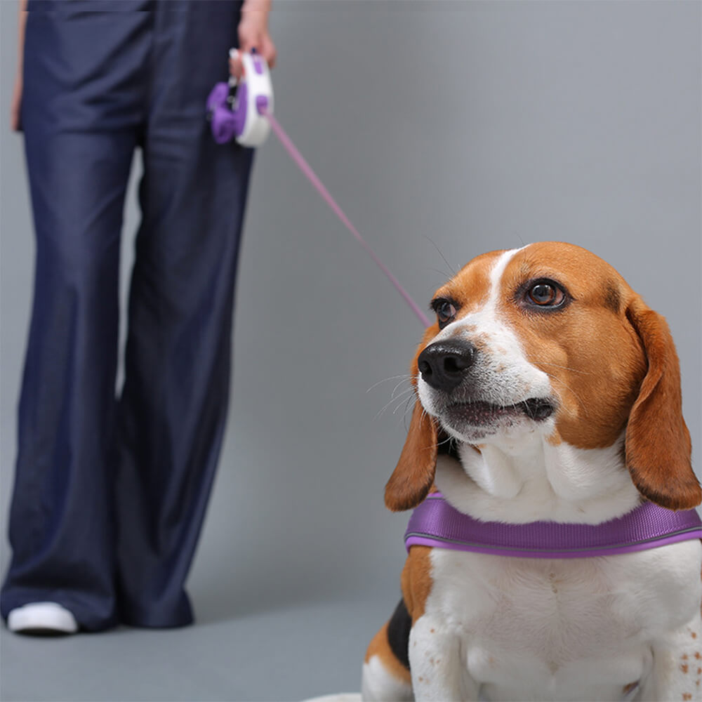 Harnais pour chien en nylon réglable réfléchissant sans tirage avec collier et laisse