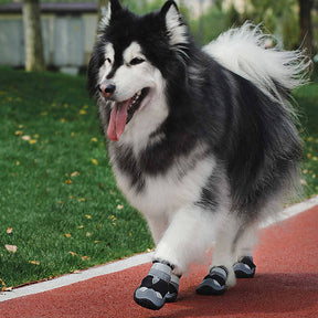 Bottes Antidérapantes pour Chien Randonnée Course