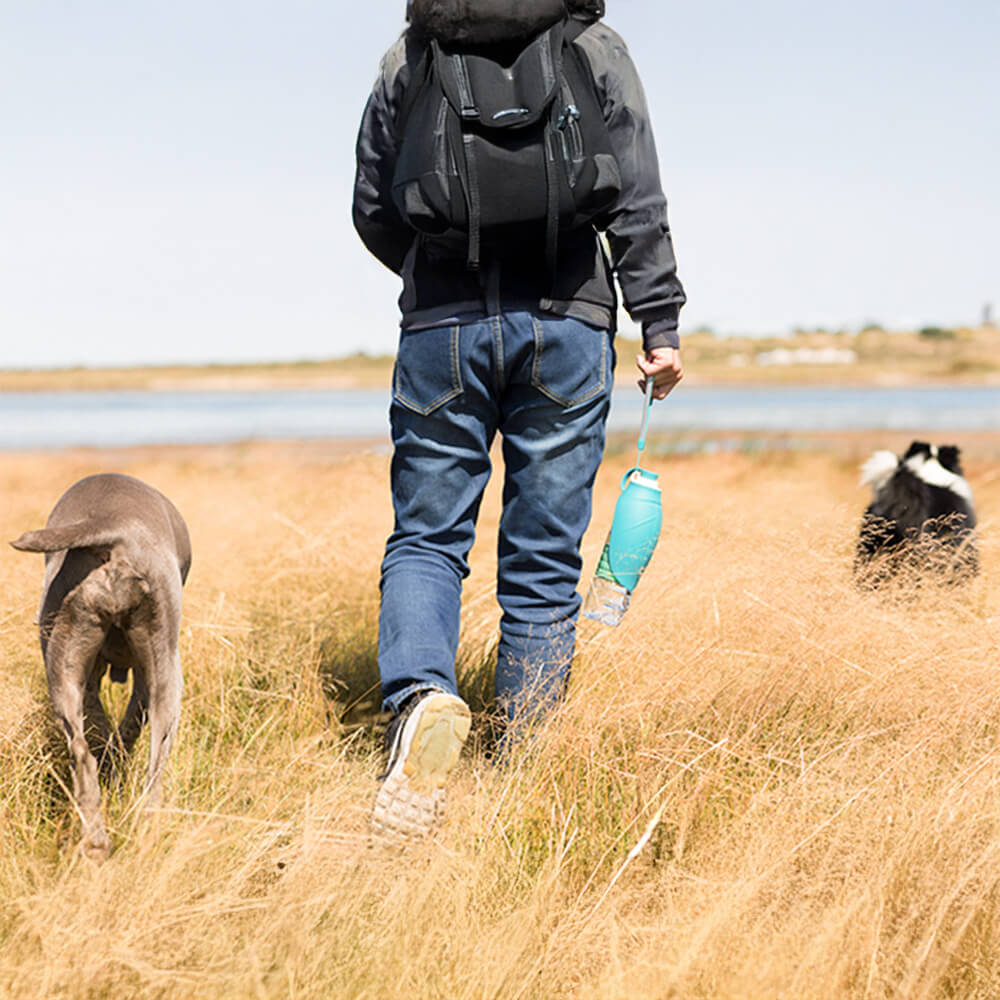 Distributeur d'eau de voyage portable en forme de feuille pour chien