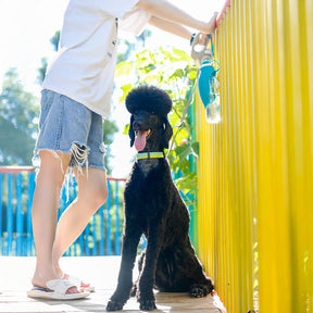 Distributeur d'eau de voyage portable en forme de feuille pour chien