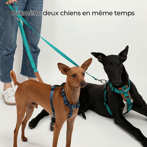 Harnais de marche pour chien multifonction mains libres anti-traction