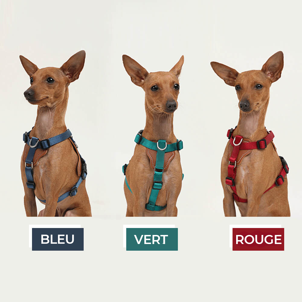 Harnais de marche pour chien multifonction mains libres anti-traction