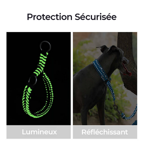 Collier et Laisse Lumineux Grand Chien Faits Main Anti-Traction