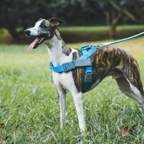 Harnais Grand Chien Réfléchissant Anti-Traction Pour Coffre