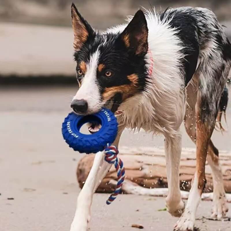 Jouet interactif pour chien en forme de pneu en caoutchouc pour dentition et mastication