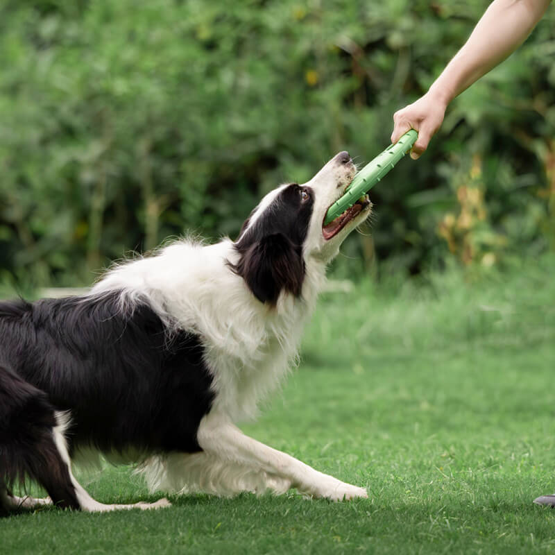 Disque Volant Interactif en Caoutchouc pour Chien avec Poignée