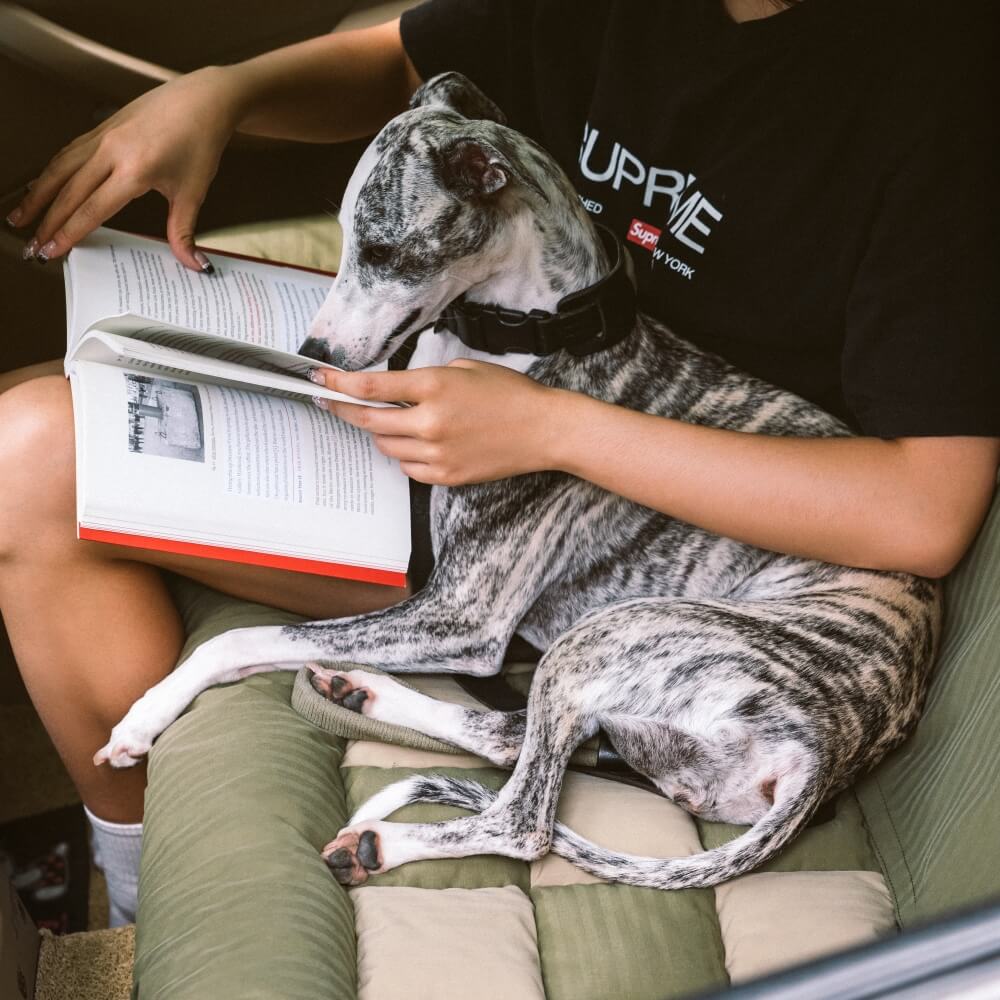 Siège Auto Sécurisé pour Chien Grande Taille avec Repose-Tête - Style Échiquier