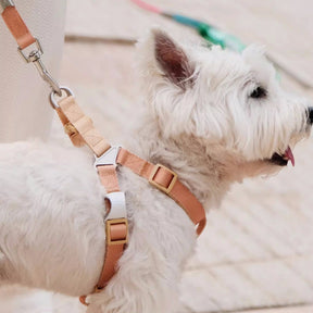 Harnais et laisse ergonomiques ajustables pour chien à blocs de couleurs modernes