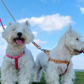 Harnais et laisse ergonomiques ajustables pour chien à blocs de couleurs modernes