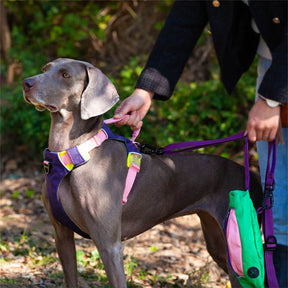 Harnais pour animaux de compagnie à couleur contrastée et corde de traction pour chien style gilet antidéflagrant