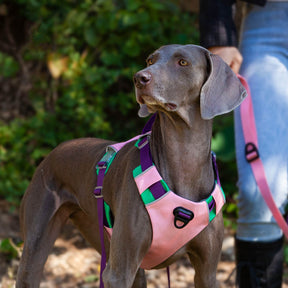 Harnais pour animaux de compagnie à couleur contrastée et corde de traction pour chien style gilet antidéflagrant