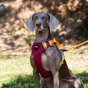 Harnais pour animaux de compagnie à couleur contrastée et corde de traction pour chien style gilet antidéflagrant