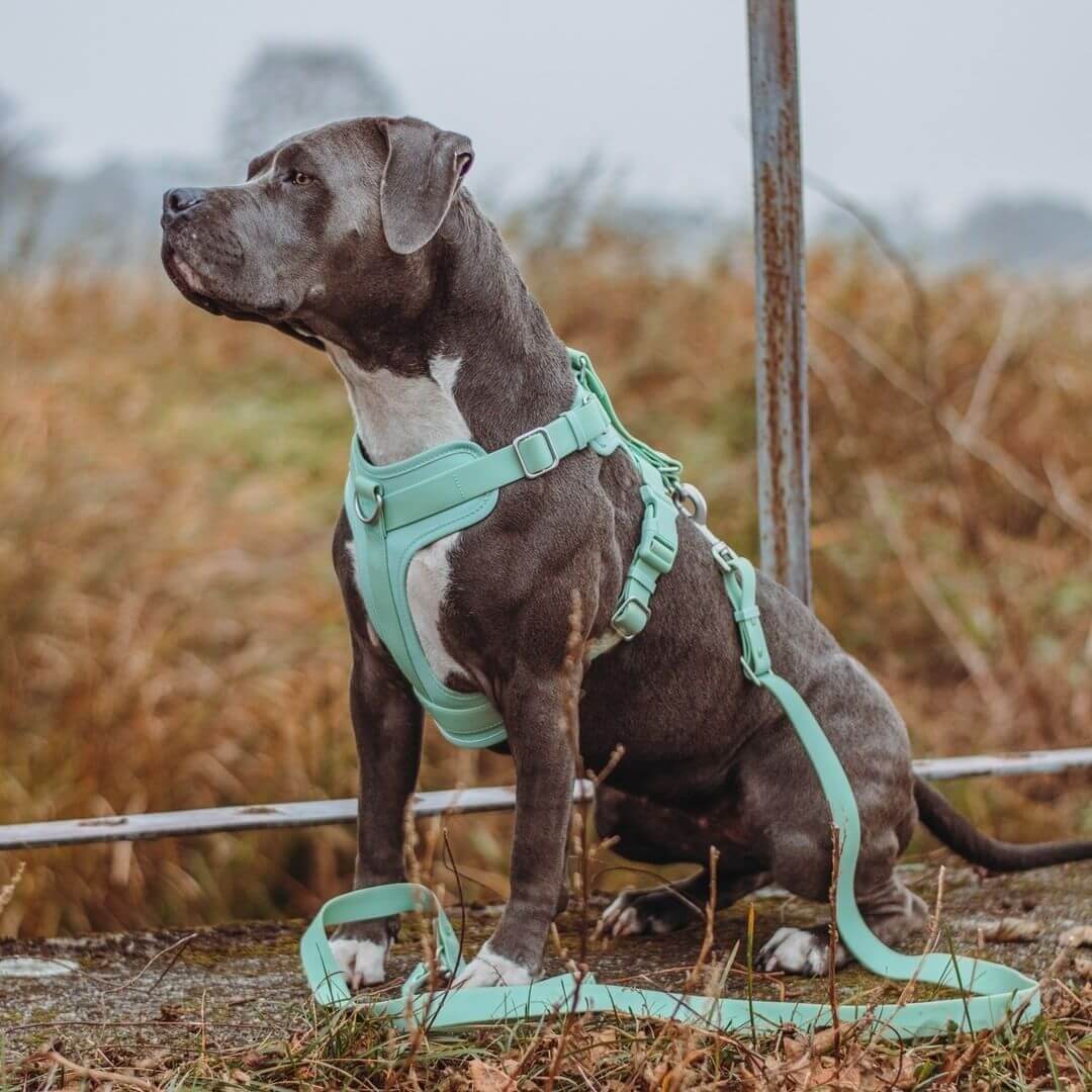 Harnais pour Chien - Gummy