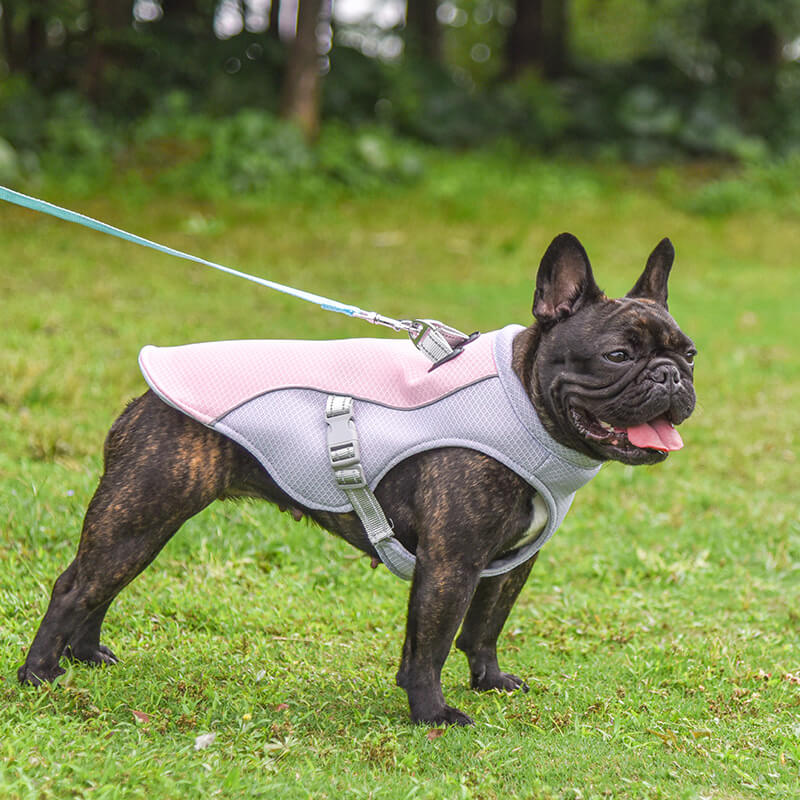 Gilet Respirant Prévention Insolation Gilet Refroidissant Pour Chien Imbibable