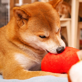 Jouet pour Chien Rigolo en Peluche avec Son - Fesses