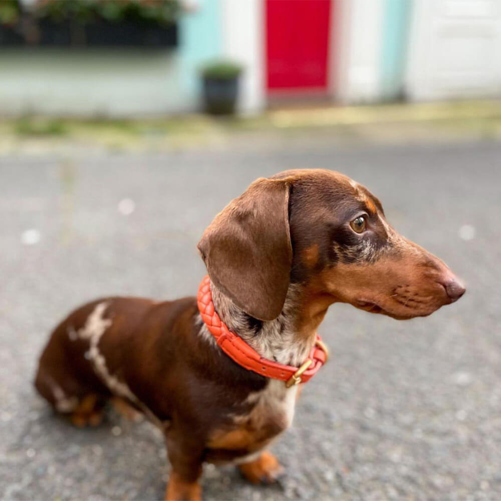 Ensemble Collier et Laisse pour Chiot en Similicuir Tressé à la Main