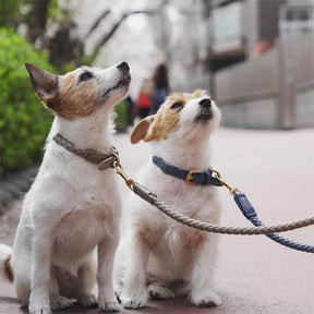 Ensemble Collier et Laisse pour Chiot en Similicuir Tressé à la Main