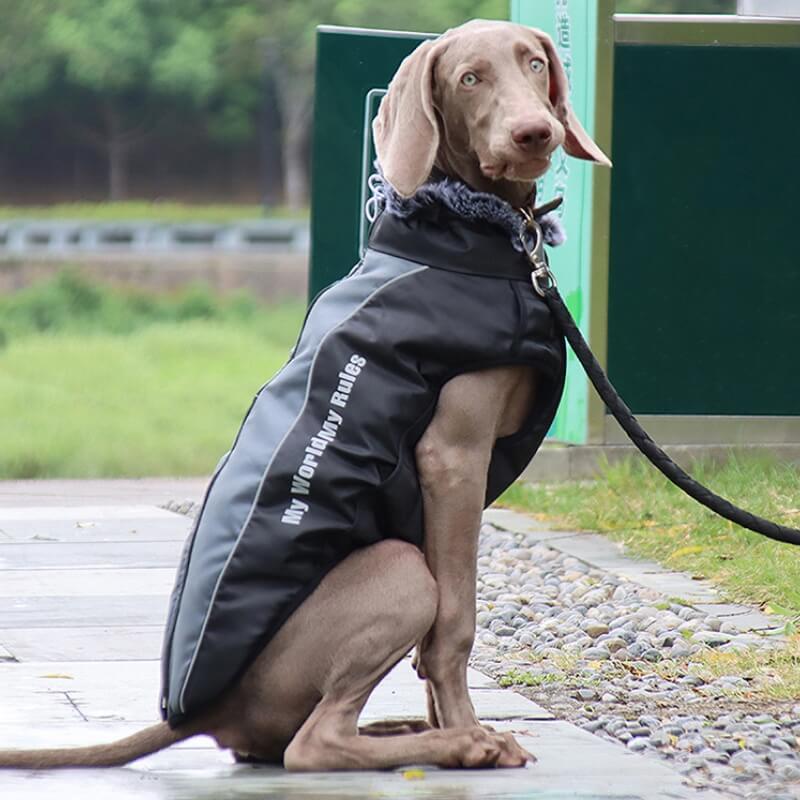 Veste Chaleur Haute Col pour Chien Épaissie en Coton