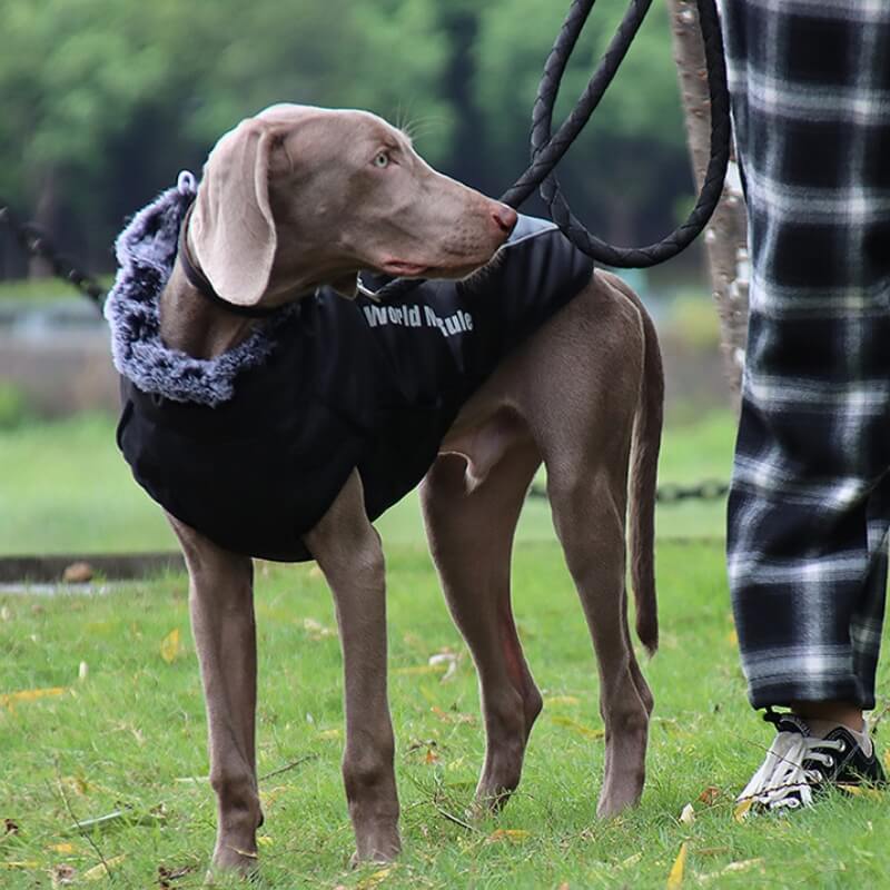 Veste Chaleur Haute Col pour Chien Épaissie en Coton