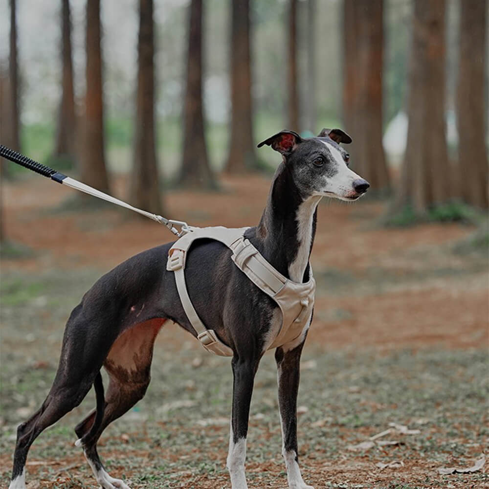 Harnais léger imperméable respirant anti-traction pour chien et laisse multifonctionnelle