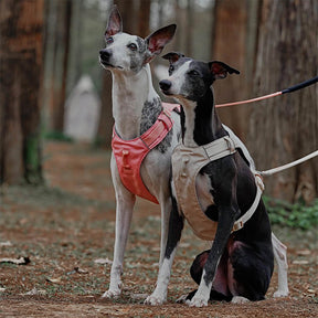 Harnais léger imperméable respirant anti-traction pour chien et laisse multifonctionnelle