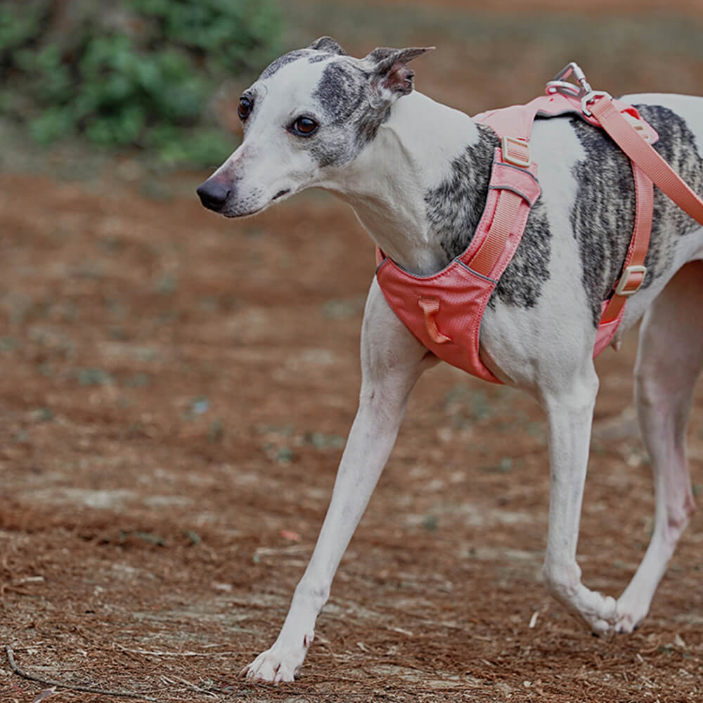 Harnais léger imperméable respirant anti-traction pour chien et laisse multifonctionnelle