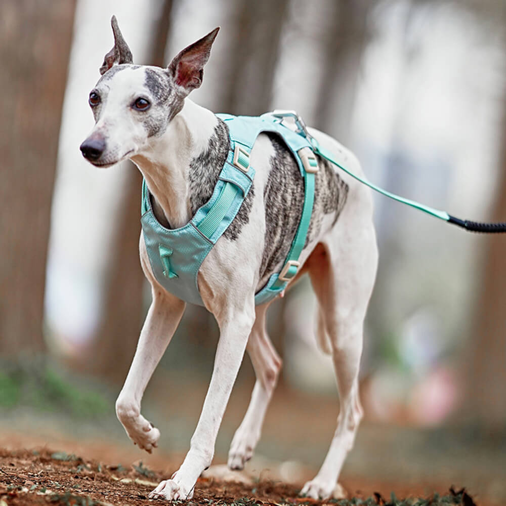 Harnais léger imperméable respirant anti-traction pour chien et laisse multifonctionnelle