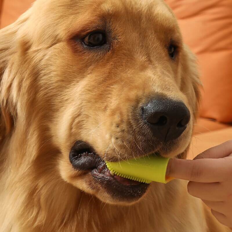 Brosse à dents pour animaux Doigt Nettoyage des dents