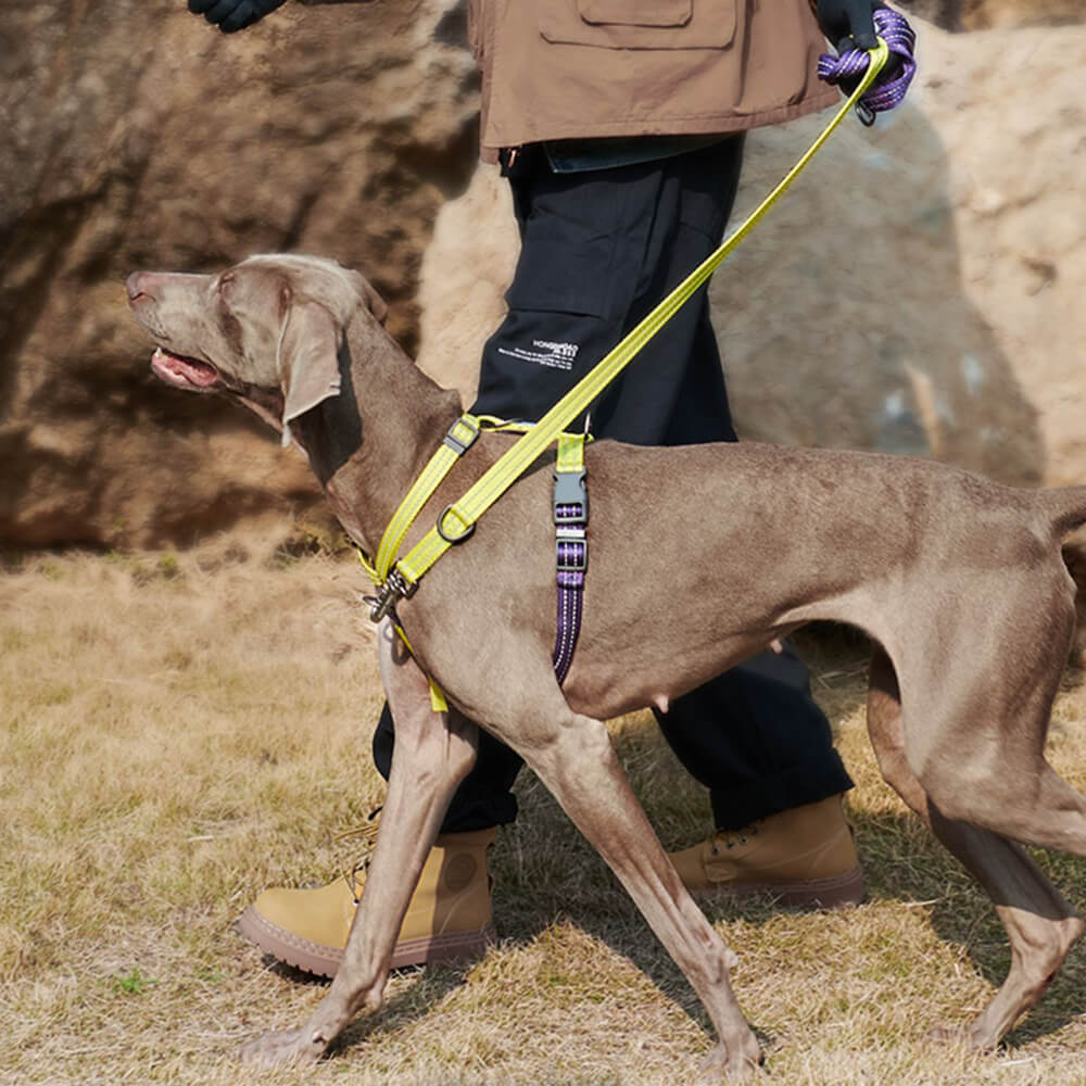 Harnais pour Chien Réglable Double-Face Multifonction