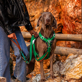 Ensemble Harnais Antidérapant pour Grand Chien avec Sangle de Promenade et Sac de Marche